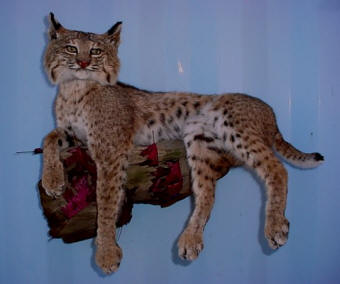 bobcat on rock taxidermy for sale
