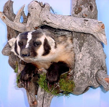 badger taxidermy for sale