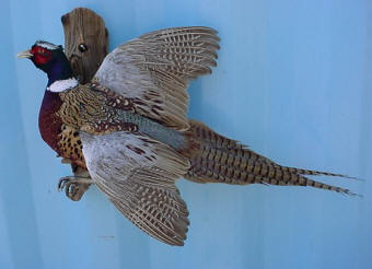 pheasant taxidermy for sale