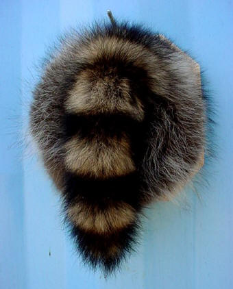mounted raccoon tail taxidermy for sale