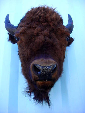 buffalo bison taxidermy mount for sale