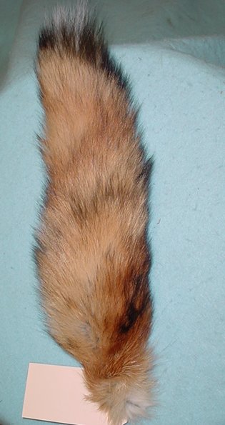 red fox skin for sale