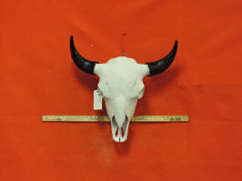 buffalo skull 