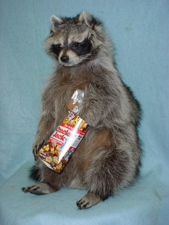  raccoon taxidermy for sale