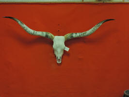 STEER skull BULL skull COW SKULL TEXAS LONGHORN