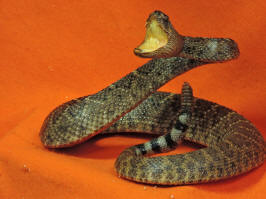 rattle snake taxidermy for sale