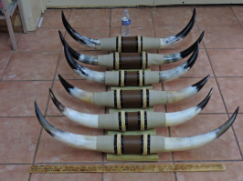 steer horns bull horns cow horns