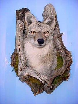 coyote taxidermy mounts for sale