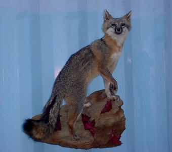 fox on rock taxidermy for sale