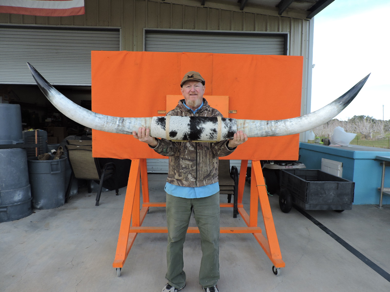 Steer horns bull horns longhorn horns