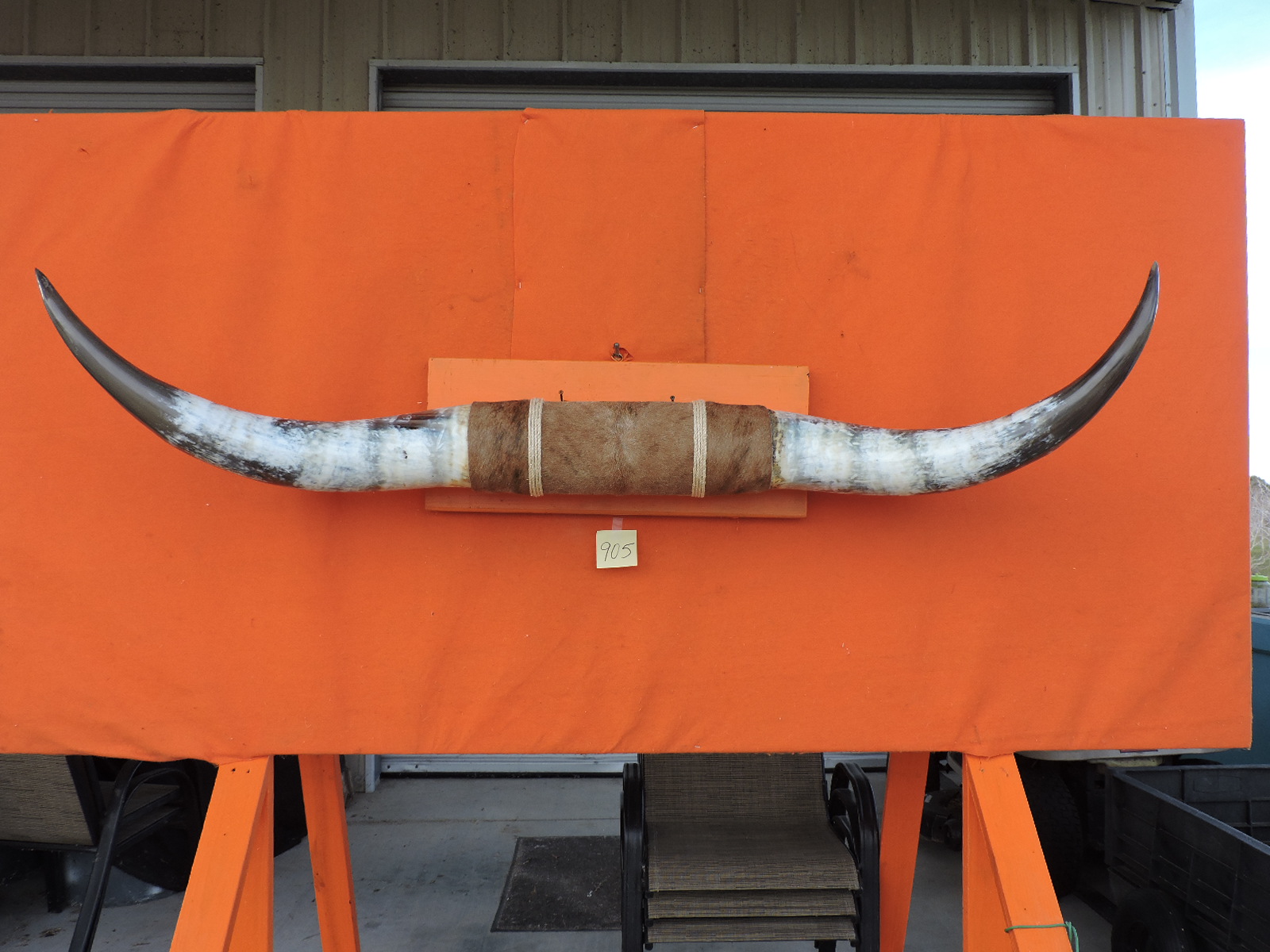 Steer horns bull horns longhorn horns