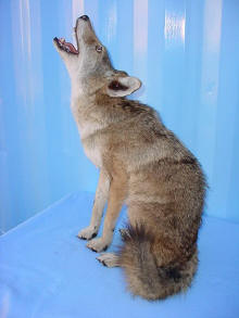 coyote taxidermy for sale