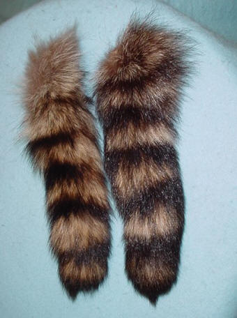 mounted raccoon tail taxidermy for sale