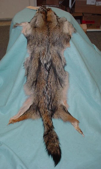 coyote skin for sale TAXIDERMY MOUNTS FOR SALE