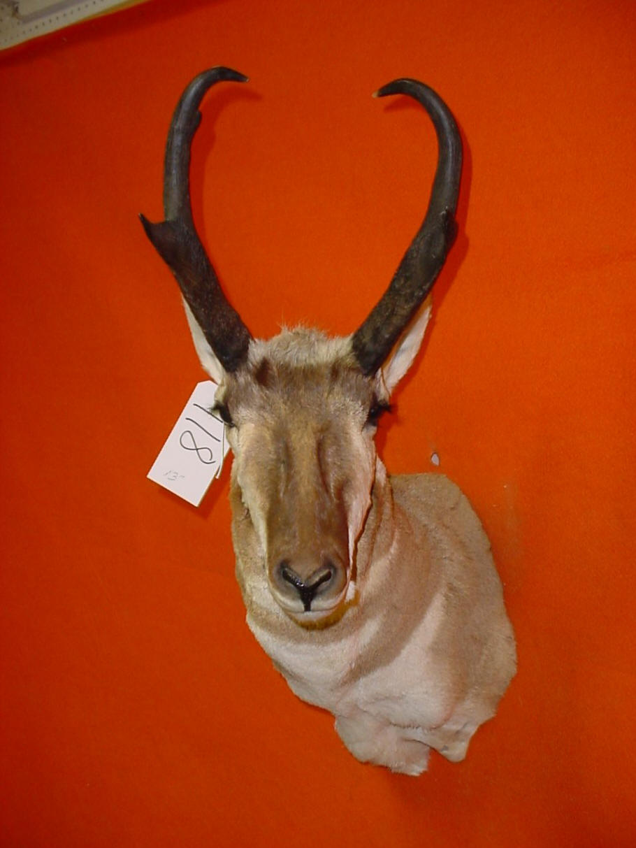 TAXIDERMY FOR SALE DEER MOUNT