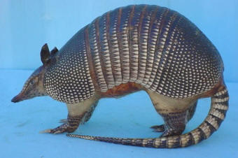 walking armadillo taxidermy for sale