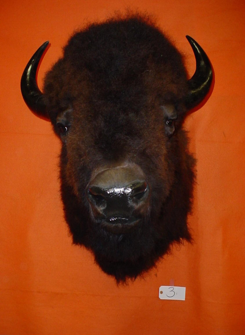 BUFFALO BISON TAXIDERMY MOUNT HEAD SKULL FOR SALE