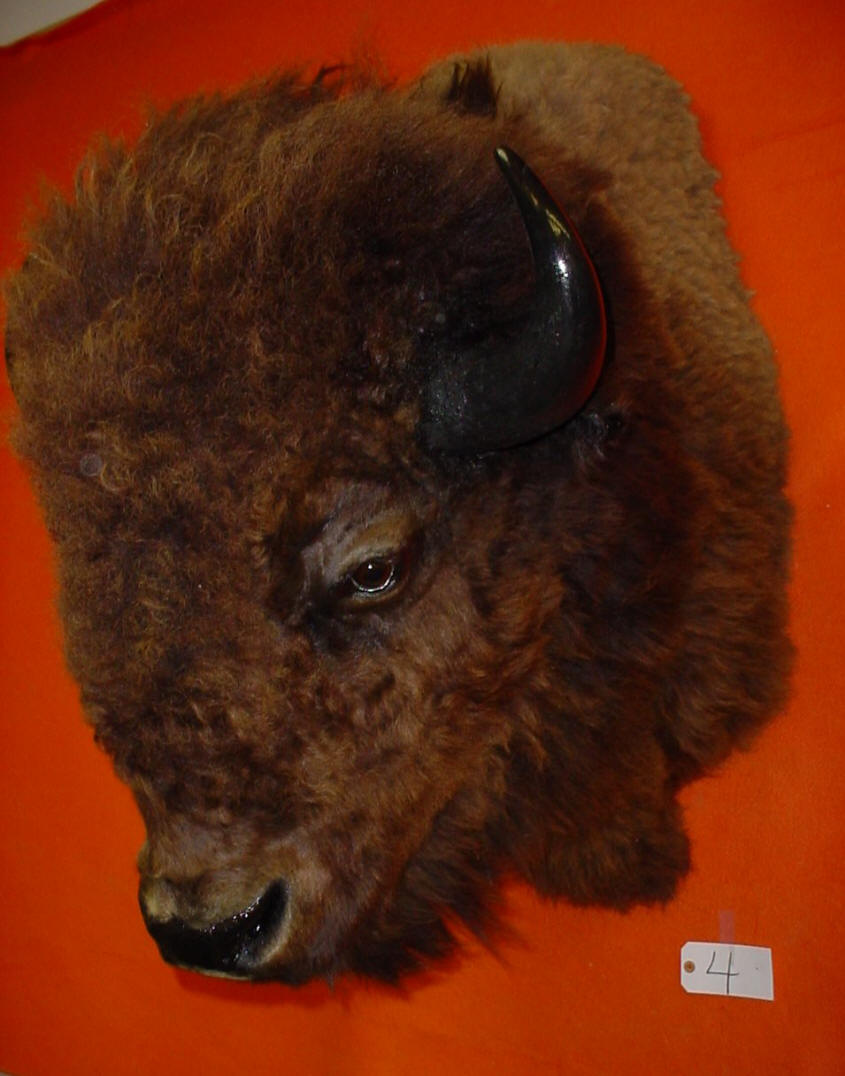 BUFFALO BISON TAXIDERMY MOUNT HEAD SKULL FOR SALE