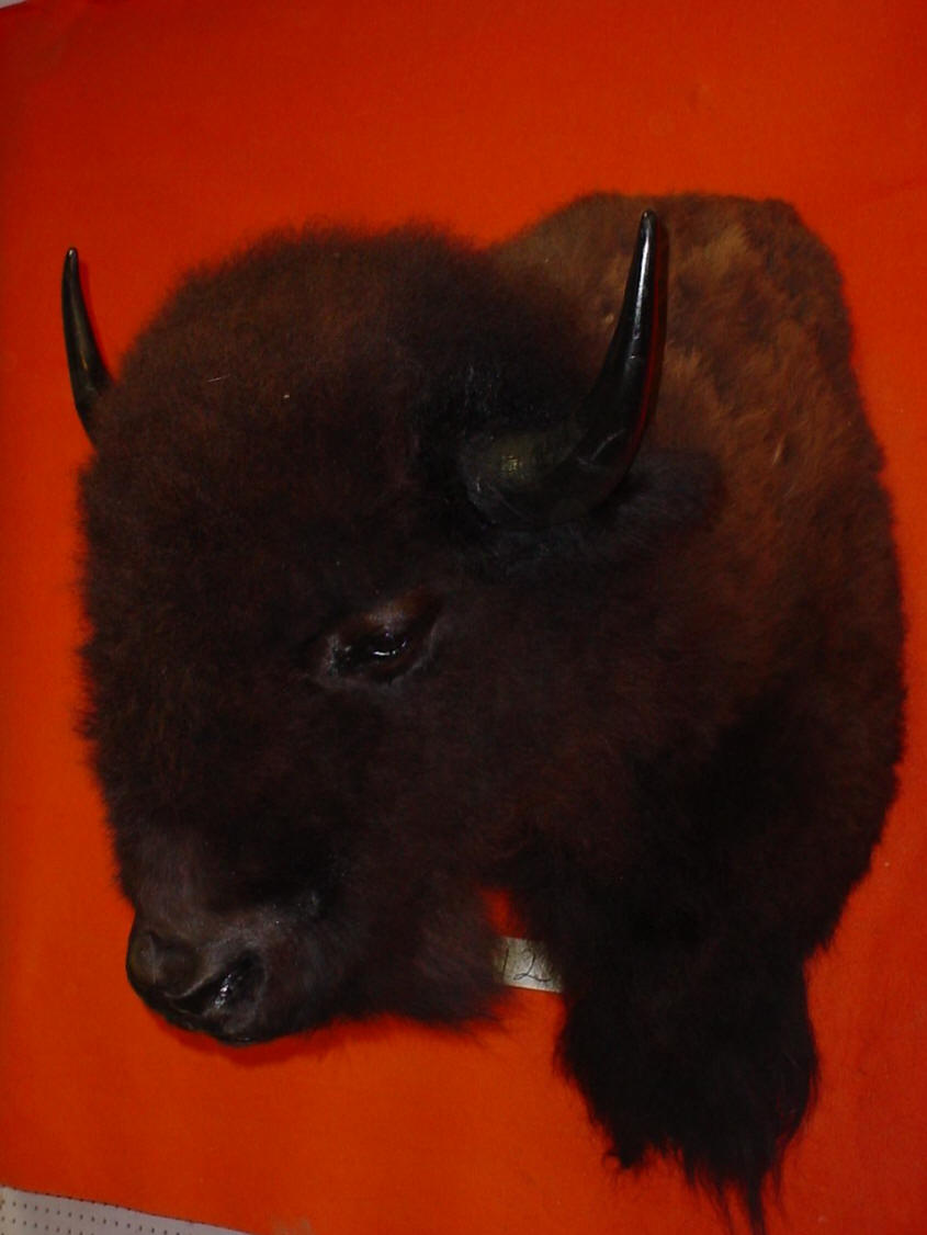 BUFFALO BISON TAXIDERMY MOUNT HEAD SKULL FOR SALE