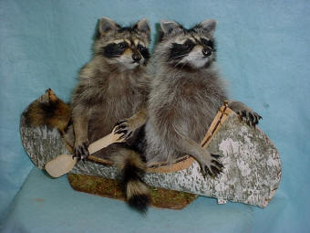 2 mounted raccoon taxidermy for sale