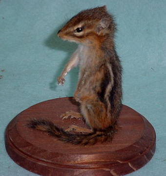 TAXIDERMY MOUNTS FOR SALE