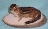 chipmunk taxidermy for sale TAXIDERMY MOUNTS FOR SALE