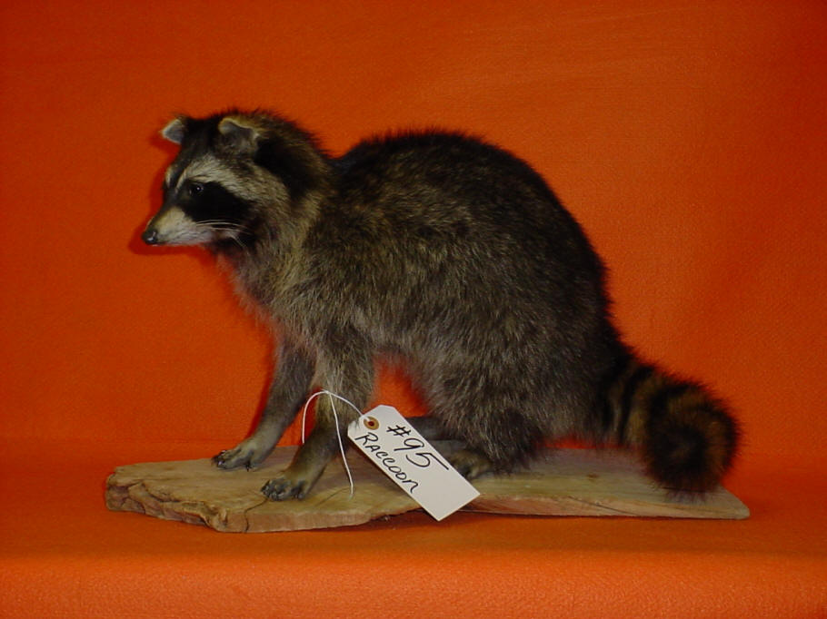 TAXIDERMY MOUNTS FOR SALE