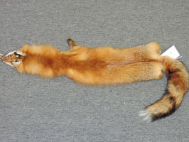 taxidermy for sale red fox