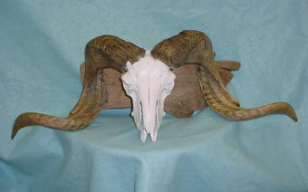 sheep skull taxidermy for sale deer